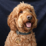 Set de inspiraciones Día mundial del animal 